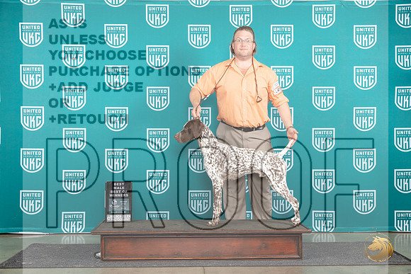 German Shorthaired Poinnter #474 Fri BMBOW Judge Tracie Karsjens__JP_1564_Premier_2024_HR3