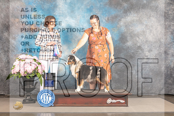 Australian Shepherd #40 SAT BOW WB NCH Major Judge Carrie Chase-_MJ_6516e_Hstn2022-HR3