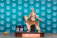 Afghan Hound #225 Sun BOWCH Judge Joeseph Gubry