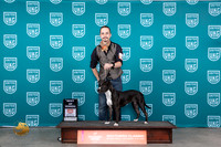 Amercian Pit Bull Terrier #407 Sun BOW Judge Carianna Glenn