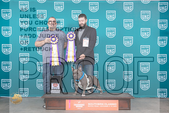 American Bully $368 Fri Sat CH TD Judge Gonzalez_JP_3914_UKC Belton_2023_HR3