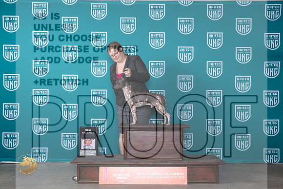 American Hairless Terrier #? BMCH No Judge_JP_3971_UKC Belton_2023_HR3