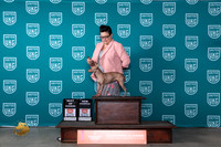 American Hairless Terrier #206 Sat BOWCH Judge Karen Hynek r