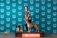 American Pit Bull Terrier #291 Fri Sat BOB G4 Joe Sat G3 Karen