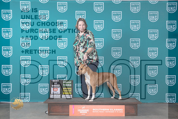 American Pit Bull Terrier #291 Fri Sat BOB G4 Joe Sat G3 Karen_JP_3880_UKC Belton_2023_HR3