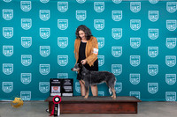 Australian Cattle Dog #129 Sun CH