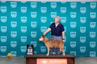 Australian Cattle Dog #524 Sat VBIS Judge r