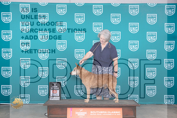 Australian Cattle Dog #524 Sat VBIS Judge r_JP_3838_UKC Belton_2023_HR3