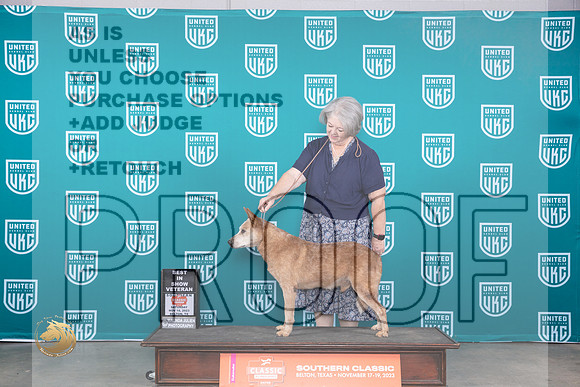 Australian Cattle Dog #524 Sat VBIS Judge r_JP_3841_UKC Belton_2023_HR3