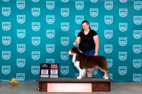 Australian Shepherd #409 Sun BOBCHG2 Judge Joseph Gubry