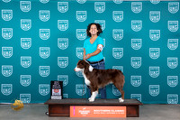 Australian Shepherd #425 Sun WDBOW Judge Nina Marie Sherrer