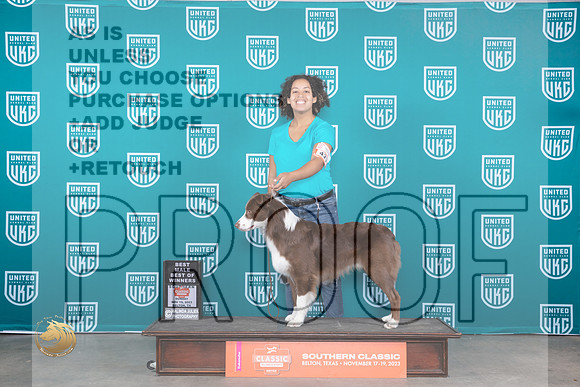 Australian Shepherd #425 Sun WDBOW Judge Nina Marie Sherrer_JP_3922_UKC Belton_2023_HR3