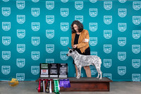 Australian Stumpy Tail Cattle Dog #251 G3