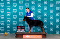 Beauceron #350 Fri G2CH Judge Karen Hynek