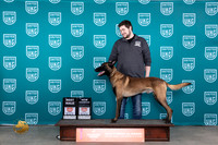 Belgian Malinois #113 Sun BMCH Judge Nina Marie Sherrer