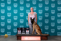 Belgian Malinois #124 FriSatSun CHRO1