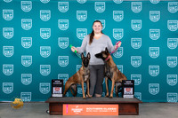 Belgian Malinois #244 #246 Sun CH