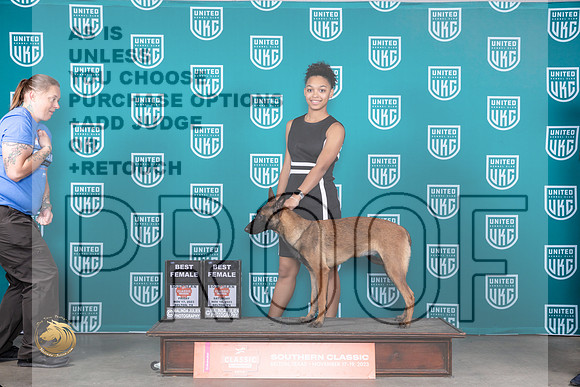 Belgian Malinois #388 Fri BF Polly Sat BF Raposo_JP_4109_UKC Belton_2023_HR3