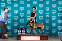 Belgian Malinois #388 Fri BF Polly Sat BF Raposo