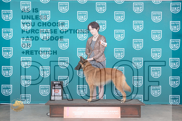 Belgian Shepherd Dog #450 Sun BOW _JP_3943_UKC Belton_2023_HR3