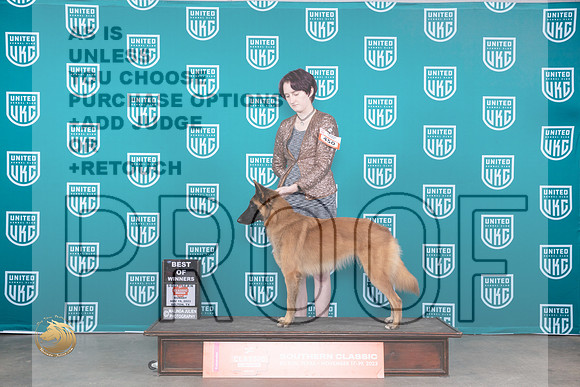 Belgian Shepherd Dog #450 Sun BOW _JP_3942_UKC Belton_2023_HR3