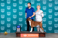 Boxer #265 Fri G1 Judge Joseph Gubry