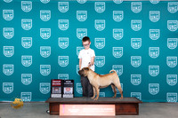 Chinese Shar Pei #243 Sun G2CH Judge Judge Carianna Glenn