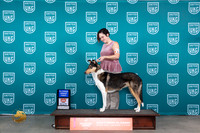 Collie Smooth #132 Sun AG1 Judge Joseph Gubry