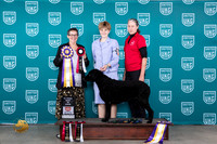 Curly Coated Retriever #342 RBIS Judge Polly Drake Jones