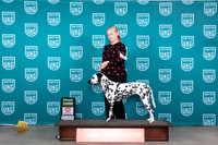 Dalmatian #187 Sun BOBG3 Judge Antonio Raposo