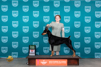 Doberman PInscher #295 Sun BOBG3 Judge Polly Draken Jones