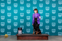 Doberman Pinscher #163 RO1 No judge