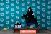 Doberman Pinscher #163 Sun BMCH Judge Karen Hynek