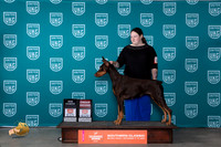 Doberman Pinscher #369 Sat BOBG2CH Judge Nina Marie Sherrer