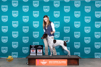 German Shorthaired Pointer #199 Sun BOBCH Judge Karen Hynek