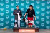 German Shorthaired Pointer #528 Sat BPIS Judge Antonio Raposo