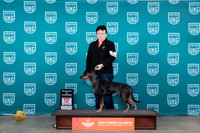 Lousiana Catahoula Leopard Dog #416 Fri COC Judge Polly Drake Jones