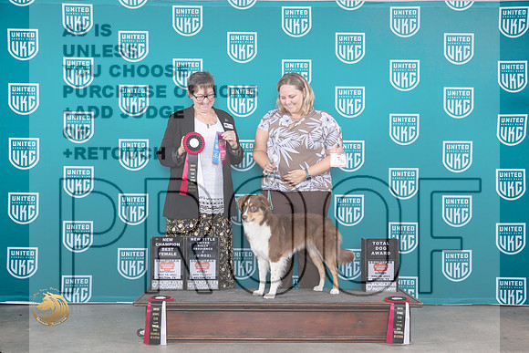 Miniature American #108 Fri Polly Drake Jones_JP_4313_UKC Belton_2023_HR3