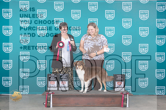 Miniature American #108 Fri Polly Drake Jones_JP_4316_UKC Belton_2023_HR3