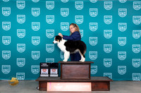 Miniature American Shepherd #122 BOB