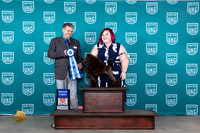 Poodle Miniature #359 G1 Judge Tony Raposo