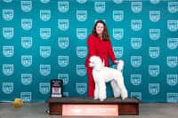 Poodle Std #? Fri B=RF Judge Nina Marie Sherrer