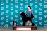 Poodle Std #190 Fri CHBM Judge Nina Marie Sherrer