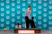 Poodle Std #332 Sun CHBF no judge