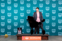 Poodle Std #338 Sun BOW Judge Karen Hynek