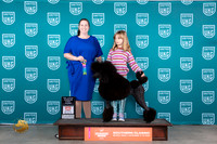 Poodle Std #605 Sat PJr1 Judge Nina Marie Sherrer