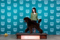 Poodle Std no win but he's pretty