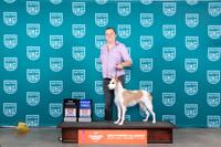 Portuguese Podengo #201 Sun G1CH Judge Joseph Gubry