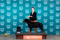 Rottweiler #? TD Sun