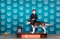 Siberian Husky #620 Sun PJr Judge Karen Hynek